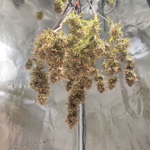 Geloctane  growlog photo: Harvested both kalifa Kush auto flowers 6:30am