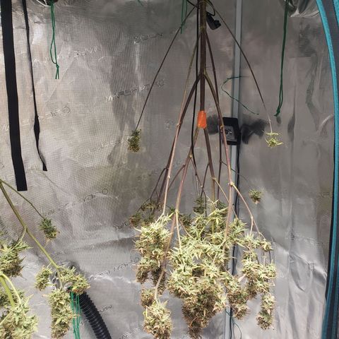 Geloctane  growlog photo: Harvested both kalifa Kush auto flowers 6:30am