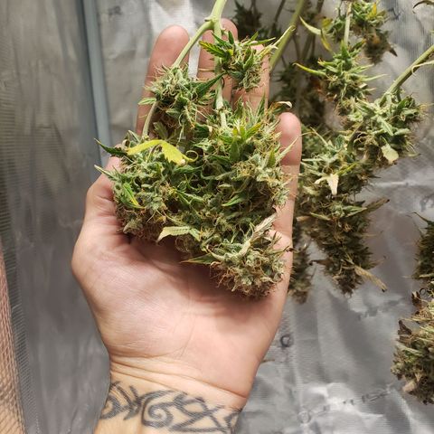 Geloctane  growlog photo: Harvested both kalifa Kush auto flowers 6:30am