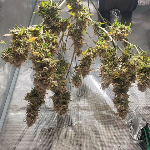 Geloctane  growlog photo: Harvested both kalifa Kush auto flowers 6:30am