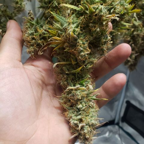 Geloctane  growlog photo: Harvested both kalifa Kush auto flowers 6:30am