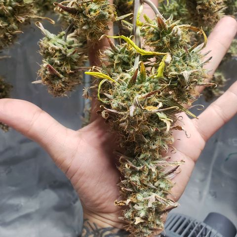 Geloctane  growlog photo: Harvested both kalifa Kush auto flowers 6:30am