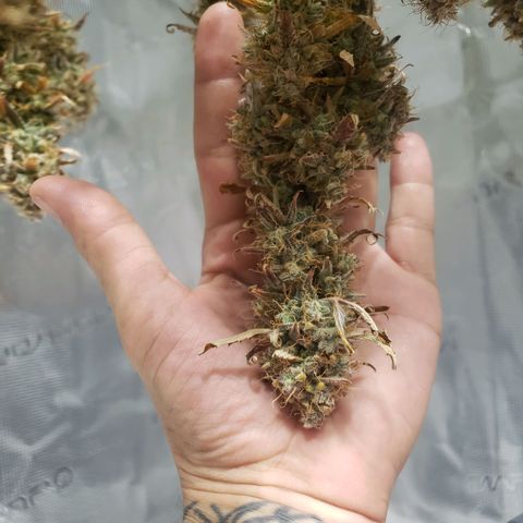 Geloctane  growlog photo: Harvested both kalifa Kush auto flowers 6:30am