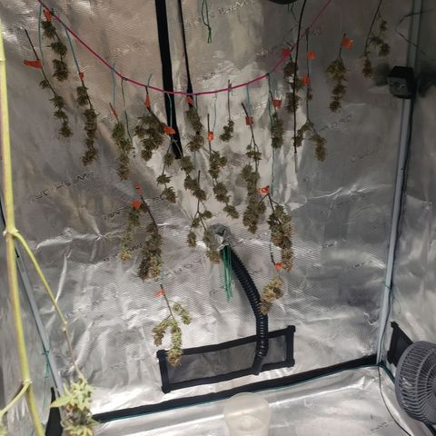 Geloctane  growlog photo: I'll trim the other kalifa Kush down tomorrow and hang it