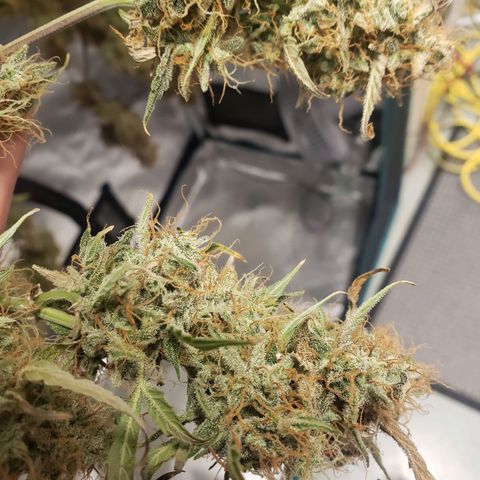 Geloctane  growlog photo: I'll trim the other kalifa Kush down tomorrow and hang it
