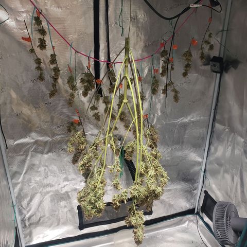 Geloctane  growlog photo: I'll trim the other kalifa Kush down tomorrow and hang it
