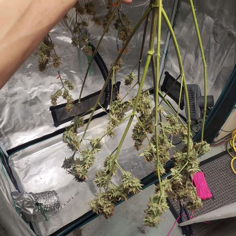 Geloctane  growlog photo: I'll trim the other kalifa Kush down tomorrow and hang it