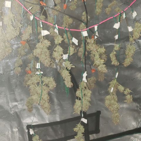 Geloctane  growlog photo: Organics is the way to go