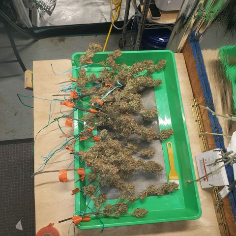 Geloctane  growlog photo: Organics is the way to go