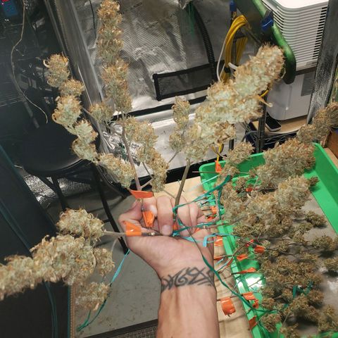 Geloctane  growlog photo: Organics is the way to go
