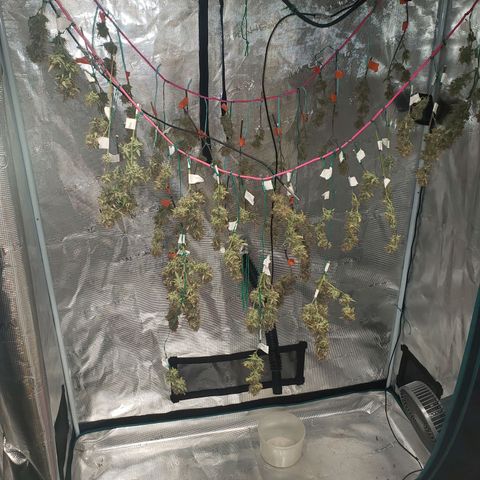 Geloctane  growlog photo: Organics is the way to go