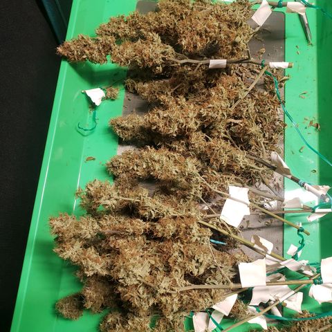 Geloctane  growlog photo: Organics is the way to go