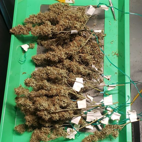 Geloctane  growlog photo: Organics is the way to go
