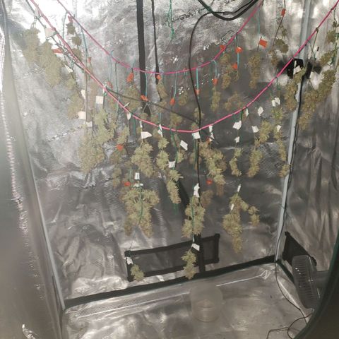 Geloctane  growlog photo: Organics is the way to go