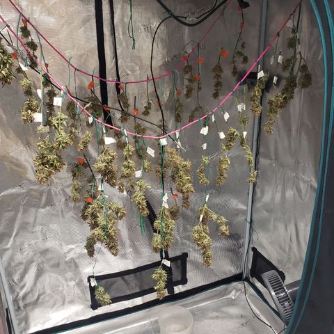 Geloctane  growlog photo: Organics is the way to go