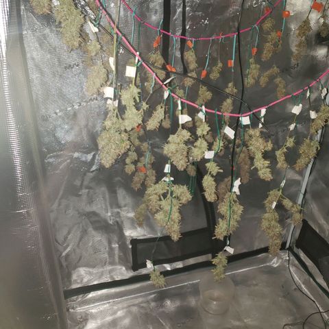 Geloctane  growlog photo: Organics is the way to go