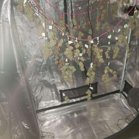 Geloctane  growlog photo: Organics is the way to go