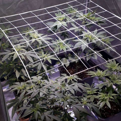 Banana Punch, Tropicanna Banana, Watermelon Zkittlez #4 growlog timeline photo