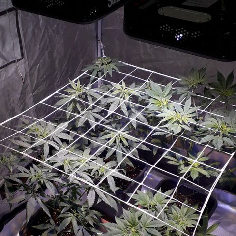 Banana Punch, Tropicanna Banana, Watermelon Zkittlez #4 growlog timeline photo