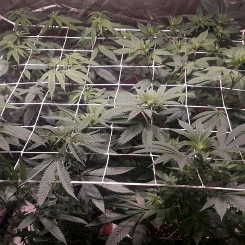 Banana Punch, Tropicanna Banana, Watermelon Zkittlez #4 growlog photo: Empezando floracion, foco LED full spectrum + bloom distancia de las puntas de la planta +60cm con luces de veg y bloom a +40cm.
ph floración 
Abonos:
Alga grow 2ml x L
Booster Bud GHE 1.5ml x L
Pure zyme 1ml x L
Superthrive 0.33ml x L
