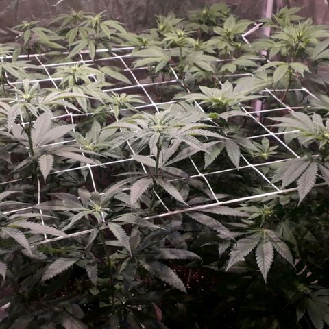 Banana Punch, Tropicanna Banana, Watermelon Zkittlez #4 growlog photo: Empezando floracion, foco LED full spectrum + bloom distancia de las puntas de la planta +60cm con luces de veg y bloom a +40cm.
ph floración 
Abonos:
Alga grow 2ml x L
Booster Bud GHE 1.5ml x L
Pure zyme 1ml x L
Superthrive 0.33ml x L