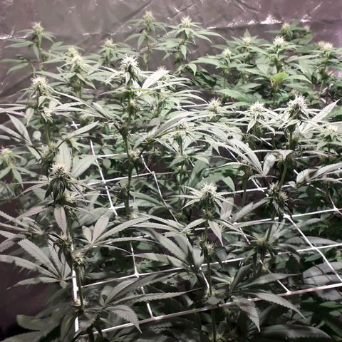 Banana Punch, Tropicanna Banana, Watermelon Zkittlez #4 growlog timeline photo