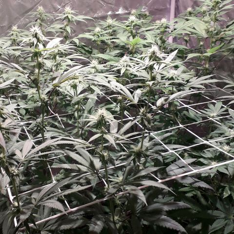 Banana Punch, Tropicanna Banana, Watermelon Zkittlez #4 growlog timeline photo