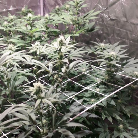 Banana Punch, Tropicanna Banana, Watermelon Zkittlez #4 growlog timeline photo