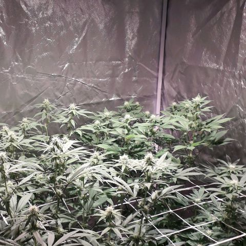 Banana Punch, Tropicanna Banana, Watermelon Zkittlez #4 growlog timeline photo