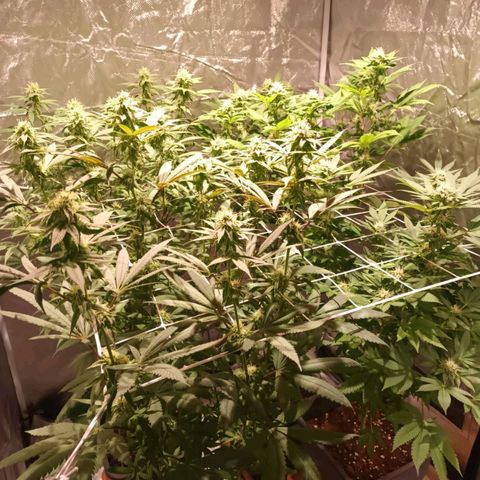 Banana Punch, Tropicanna Banana, Watermelon Zkittlez #4 growlog timeline photo