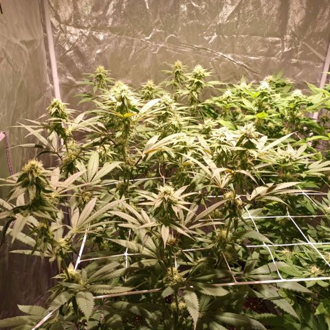Banana Punch, Tropicanna Banana, Watermelon Zkittlez #4 growlog timeline photo
