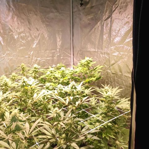 Banana Punch, Tropicanna Banana, Watermelon Zkittlez #4 growlog timeline photo