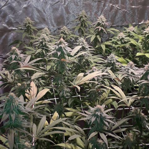Banana Punch, Tropicanna Banana, Watermelon Zkittlez #4 growlog timeline photo