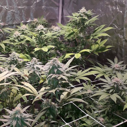 Banana Punch, Tropicanna Banana, Watermelon Zkittlez #4 growlog timeline photo
