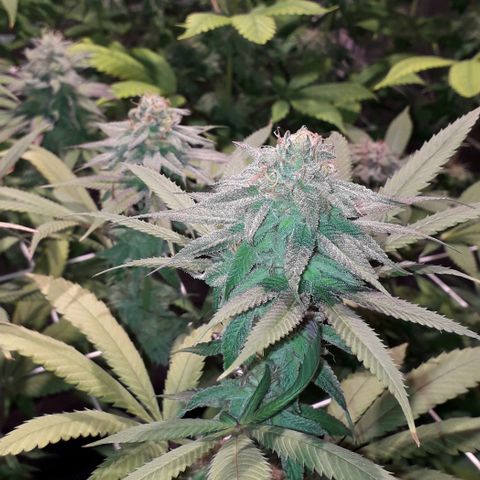 Banana Punch, Tropicanna Banana, Watermelon Zkittlez #4 growlog timeline photo