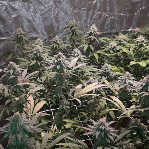 Banana Punch, Tropicanna Banana, Watermelon Zkittlez #4 growlog timeline photo