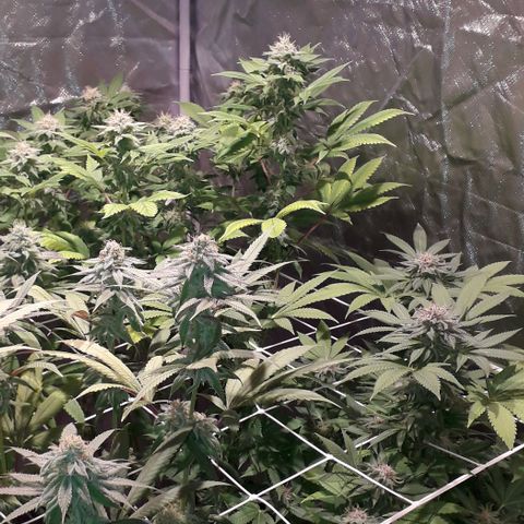 Banana Punch, Tropicanna Banana, Watermelon Zkittlez #4 growlog timeline photo