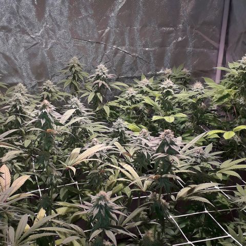 Banana Punch, Tropicanna Banana, Watermelon Zkittlez #4 growlog timeline photo