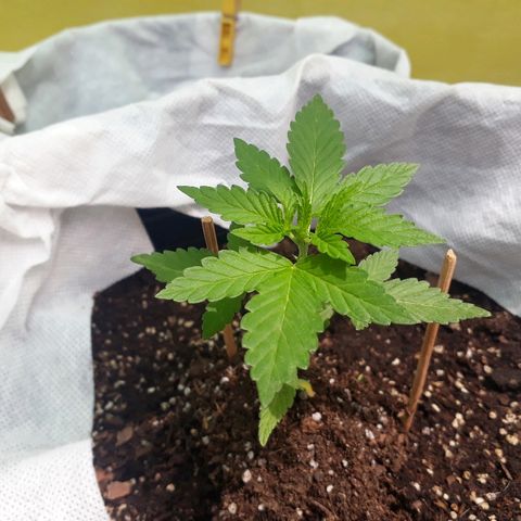 Lebron Haze XXL Auto growlog timeline photo