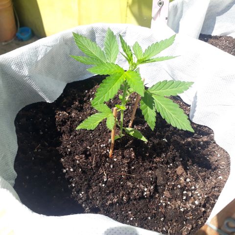 Lebron Haze XXL Auto growlog timeline photo