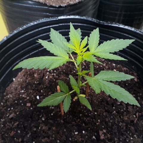 Lebron Haze XXL Auto growlog timeline photo