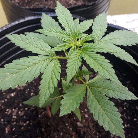 Lebron Haze XXL Auto growlog timeline photo