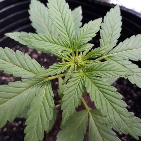 Lebron Haze XXL Auto growlog timeline photo