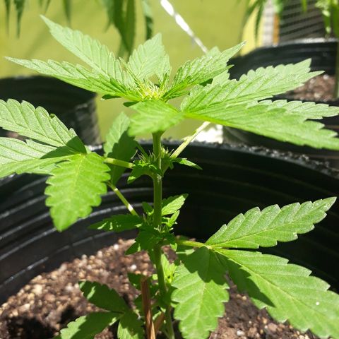 Lebron Haze XXL Auto growlog timeline photo