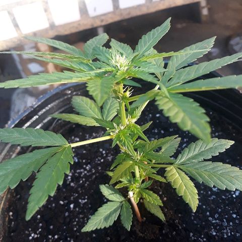 Lebron Haze XXL Auto growlog timeline photo