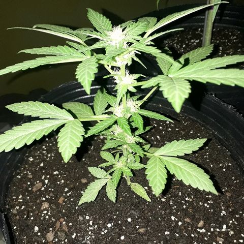 Lebron Haze XXL Auto growlog timeline photo