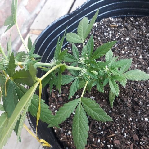 Lebron Haze XXL Auto growlog timeline photo