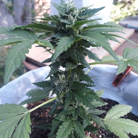 Lebron Haze XXL Auto growlog timeline photo