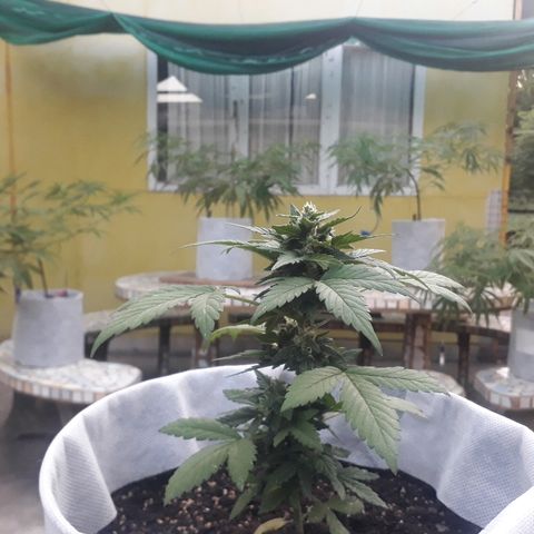 Lebron Haze XXL Auto growlog timeline photo