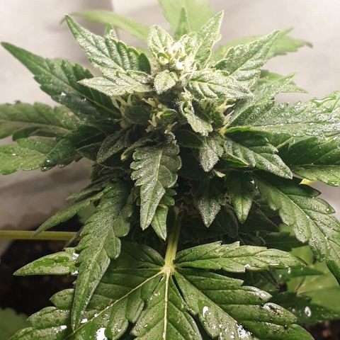 Lebron Haze XXL Auto growlog timeline photo